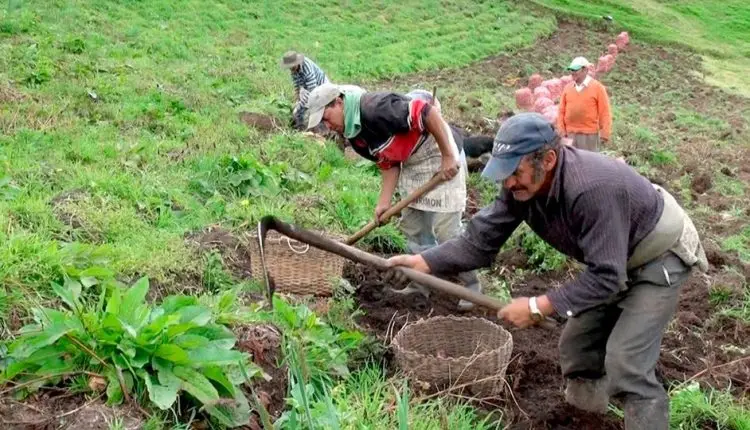 Los TLC, una bofetada al campo colombiano.