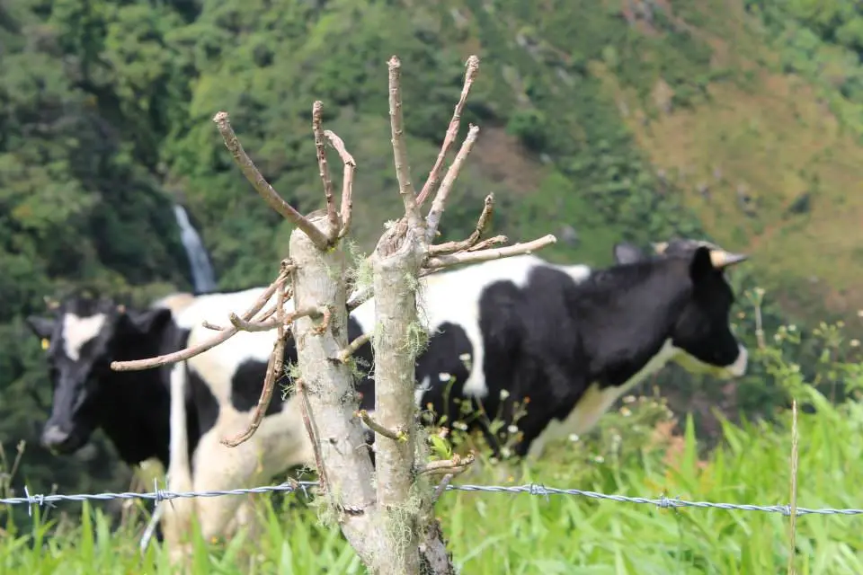 Gobernación de Nariño participó de la Mesa de Ganadería Sostenible