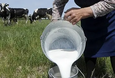 Crisis en la cadena lechera del departamento de Nariño