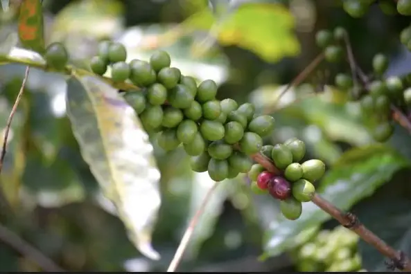 La Universidad Cooperativa de Colombia continúa apoyando el sector cafetero en Nariño.