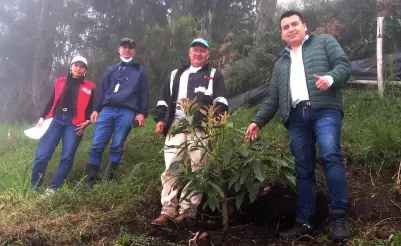 En Nariño se implementó con éxito el cultivo de 120.000 plantas de aguacate Hass en la subregión Guambuyaco