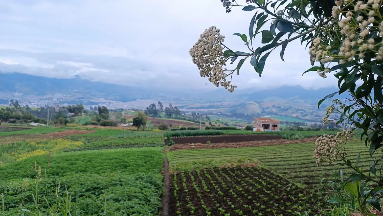 Cultivos afectados por lluvias en Nariño superan las 3.200 hectáreas