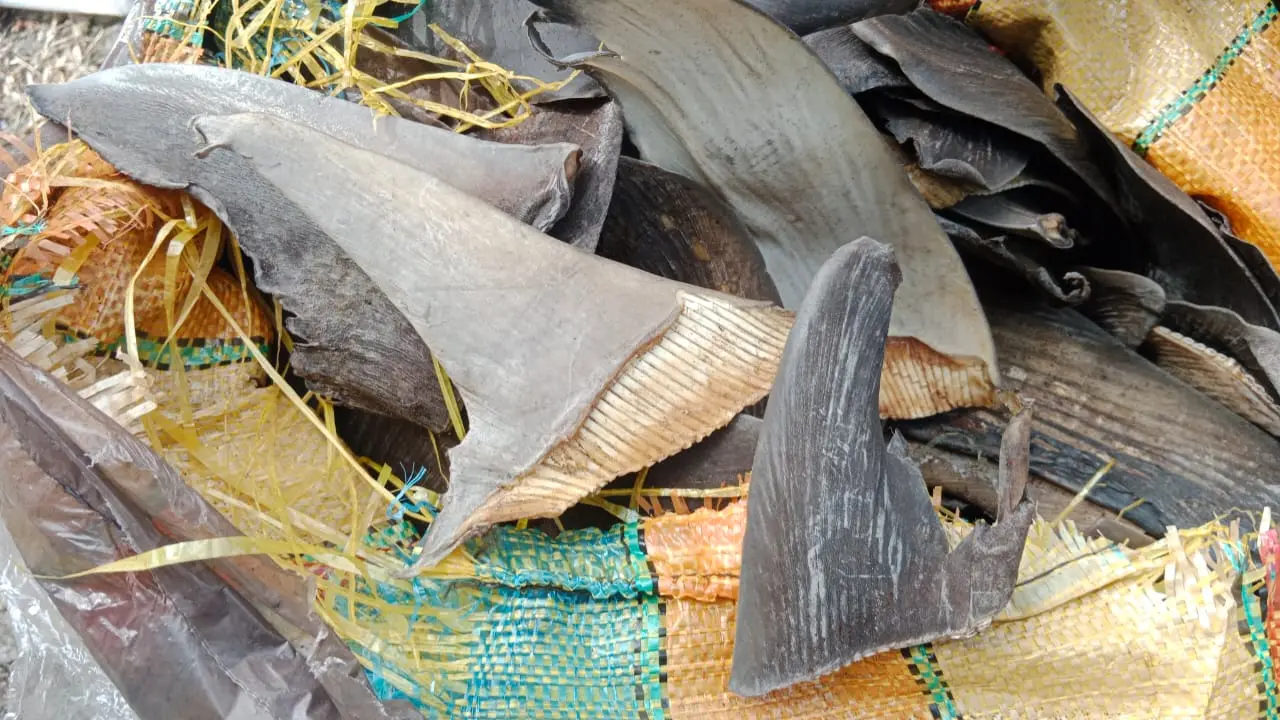 En Nariño se decomisan 386 aletas de tiburón, un grave delito que pone en riesgo los ecosistemas marinos