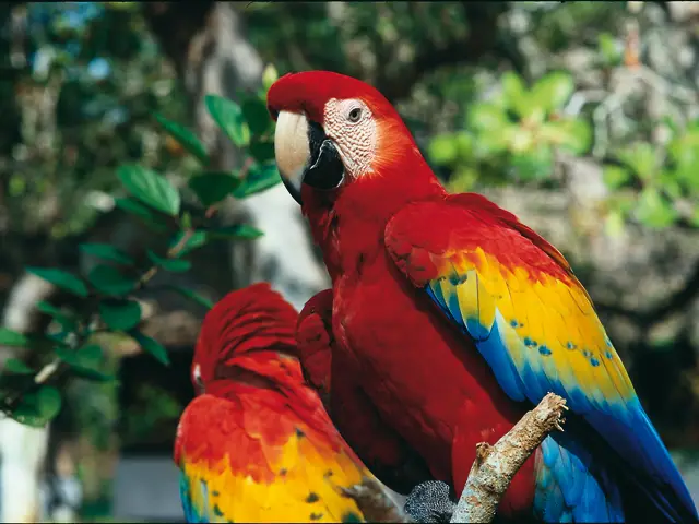 Colombia se consolida como el país con la mayor cantidad de especies de aves a nivel mundial.