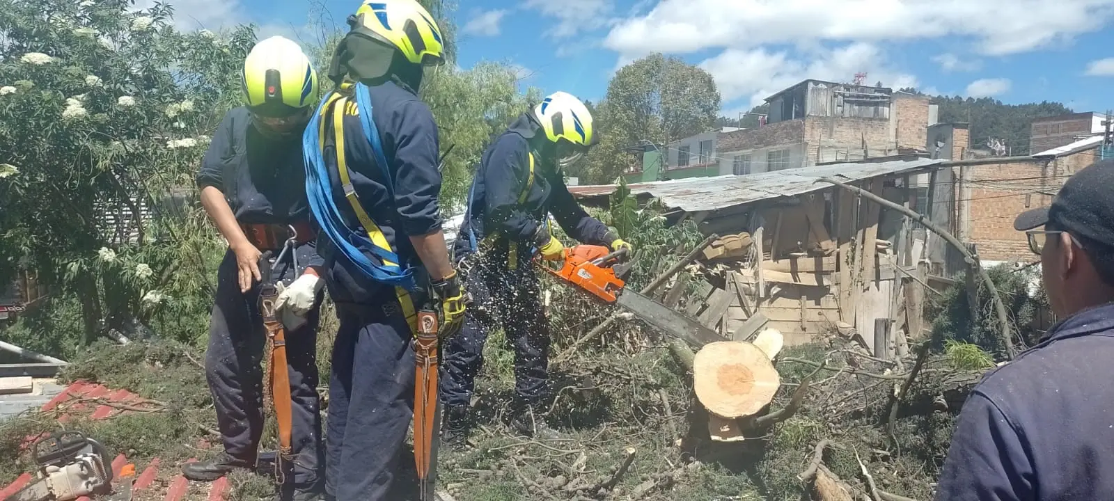 ¿Cómo reconocer un árbol en riesgo de caer?