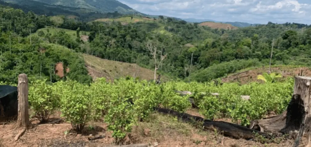 Tres alertas y 2000 hectáreas de coca en Nariño