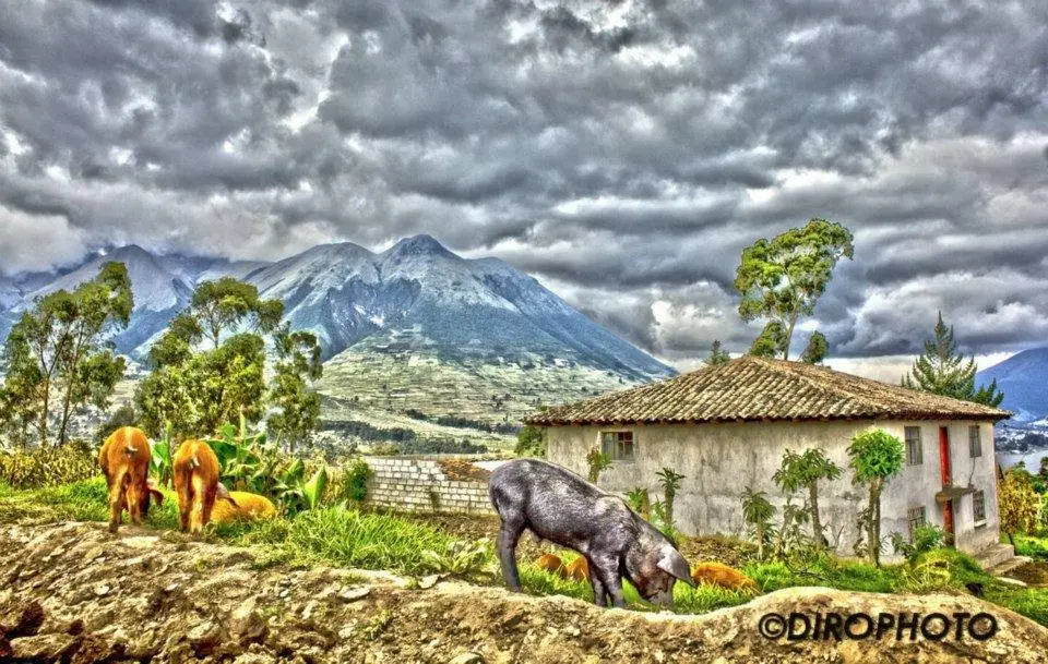 El aco: alimento ancestral del territorio nariñense