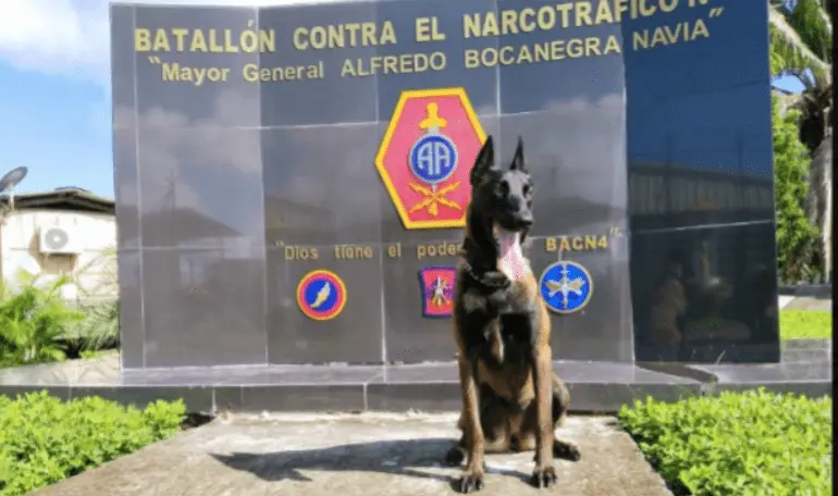 Daga, la heroína de cuatro patas que lucha contra el narcotráfico en Nariño