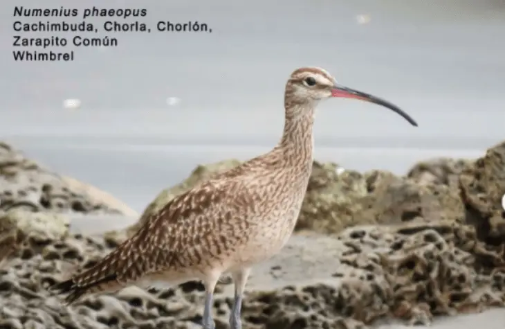 Proteger las aves playeras es proteger la vida en Tumaco
