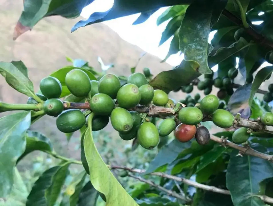 Momentos con café: nada más colombiano que un tinto.